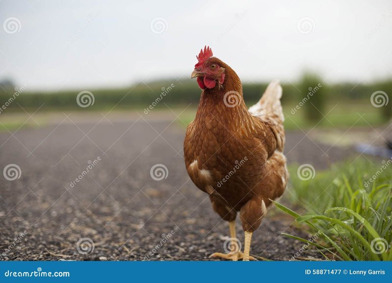 Overview of chicken road oficial